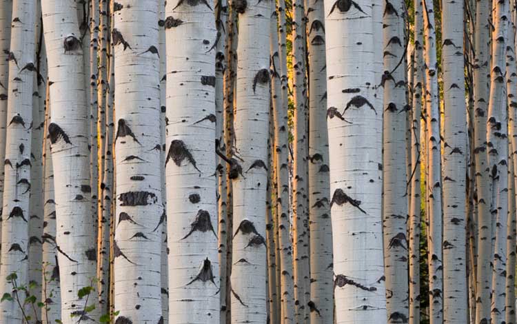 7 Common Composition Mistakes in Photography