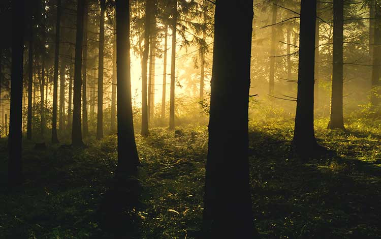 7 Tips For Backlighting in Photography