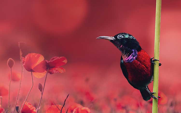 7 Tips For Bokeh Photography