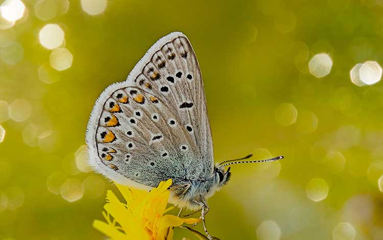 7 Tips For Bokeh Photography