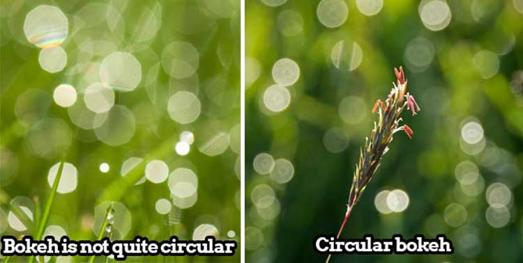 7 Tips For Bokeh Photography