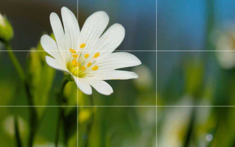 7 Tips For Composition in Photography