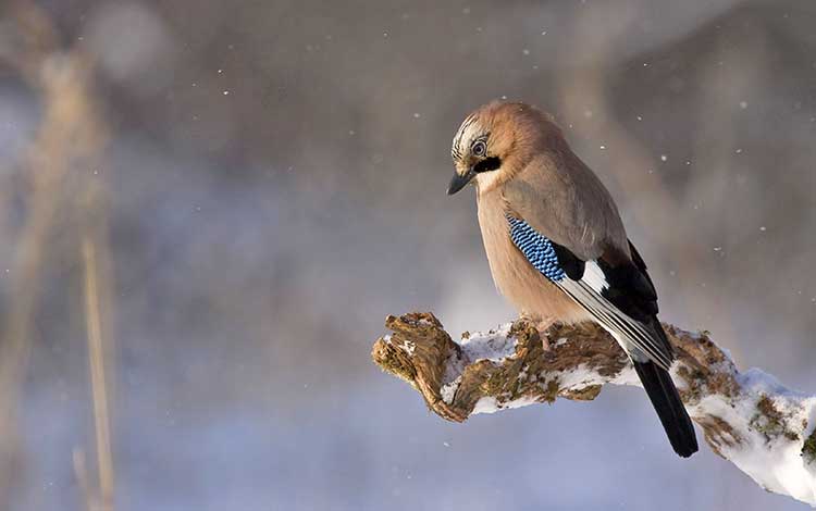 7 Tips For Depth of Field Photography