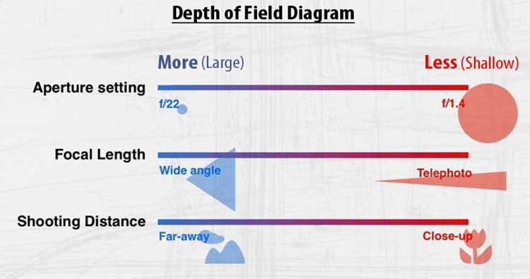 7 Tips For Depth of Field Photography