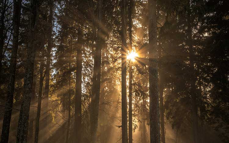 7 Tips For Lens Flare Photography