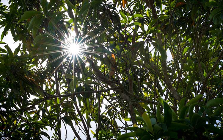 7 Tips For Lens Flare Photography